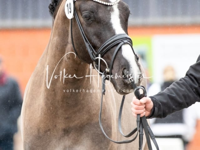 ZfdP Körung Luhmühlen 12