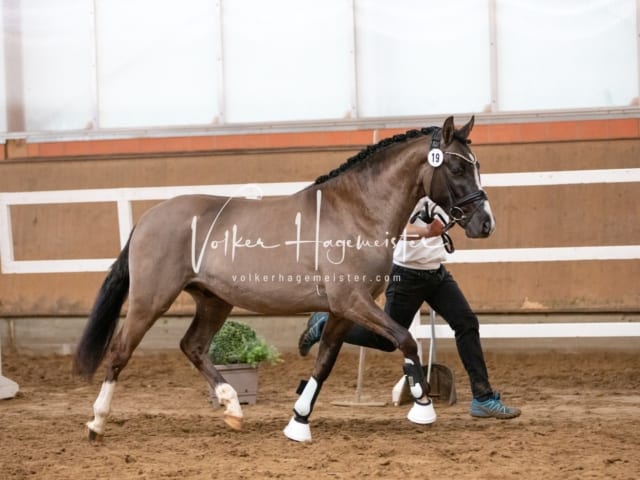 ZfdP Körung Luhmühlen 13