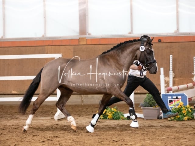 ZfdP Körung Luhmühlen 14