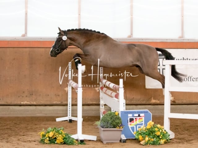 ZfdP Körung Luhmühlen 15