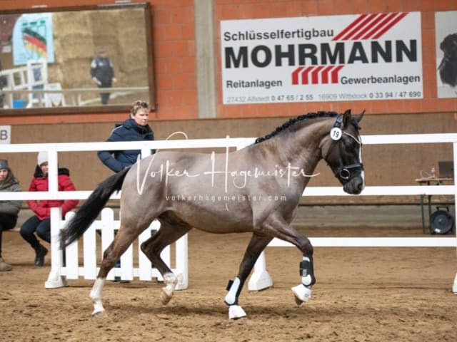 ZfdP Körung Luhmühlen 16