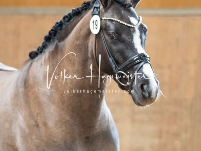 ZfdP Körung Luhmühlen 17