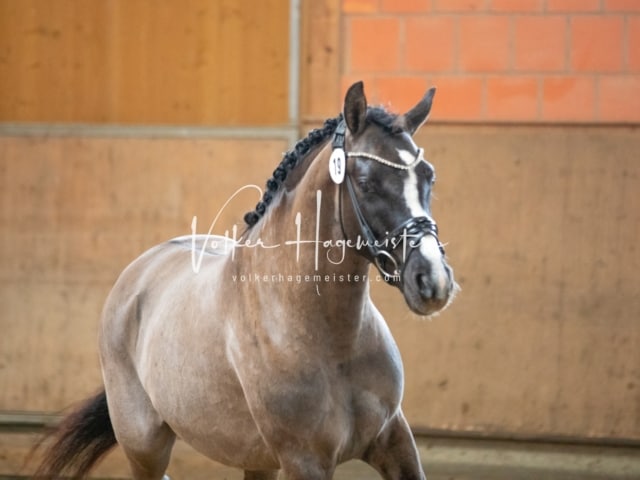 ZfdP Körung Luhmühlen 18