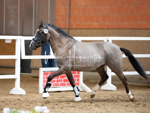 ZfdP Körung Luhmühlen 19