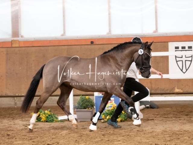 ZfdP Körung Luhmühlen 20