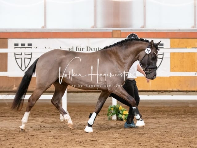 ZfdP Körung Luhmühlen 21