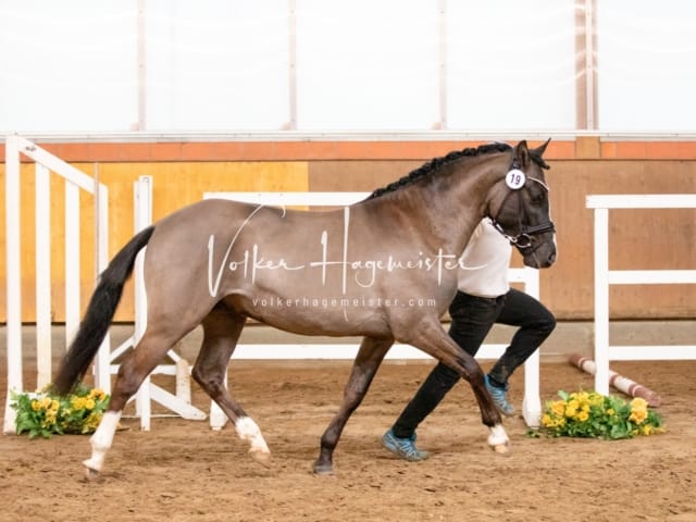 ZfdP Körung Luhmühlen 22