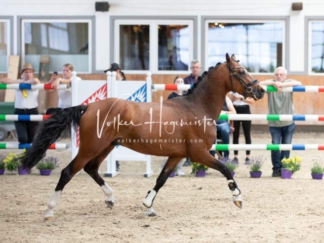 ZfdP Sommerkörung 2