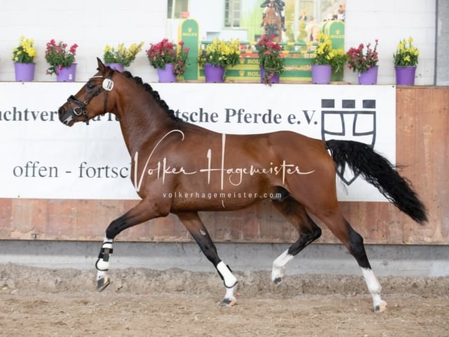 ZfdP Sommerkörung 3