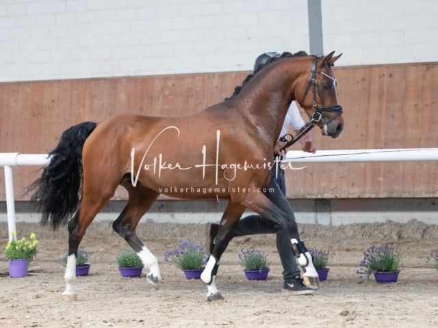 ZfdP Sommerkörung 4