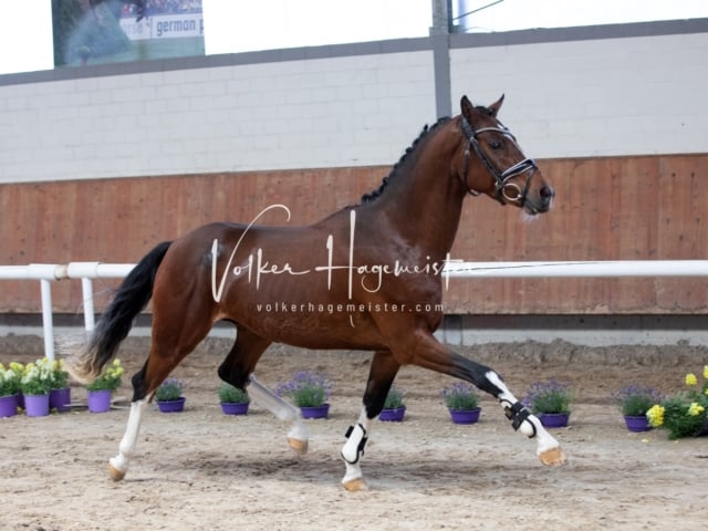 ZfdP Sommerkörung 5