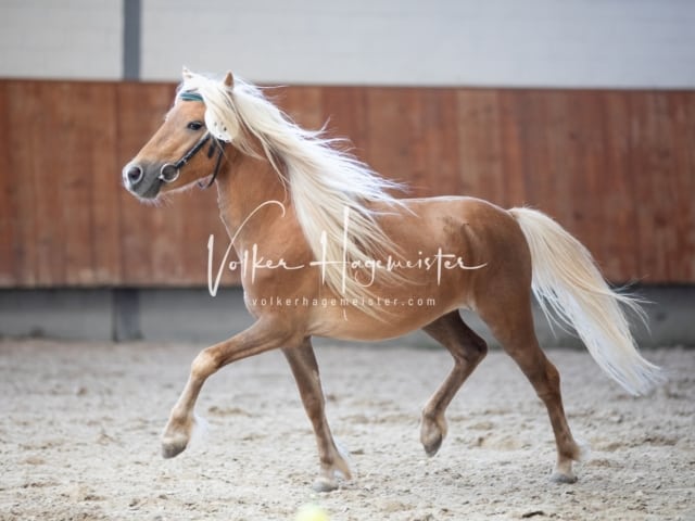 ZfdP Sommerkörung 6