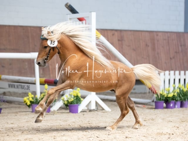 ZfdP Sommerkörung 7