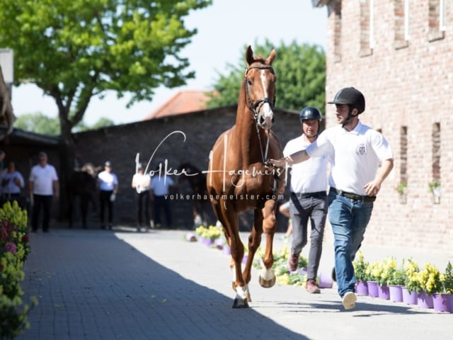ZfdP Sommerkörung 8