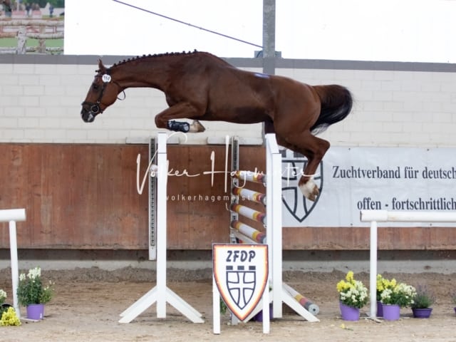 ZfdP Sommerkörung 9