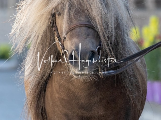 ZfdP Sommerkörung 11