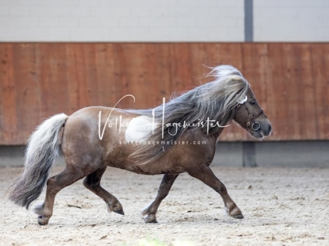 ZfdP Sommerkörung 12