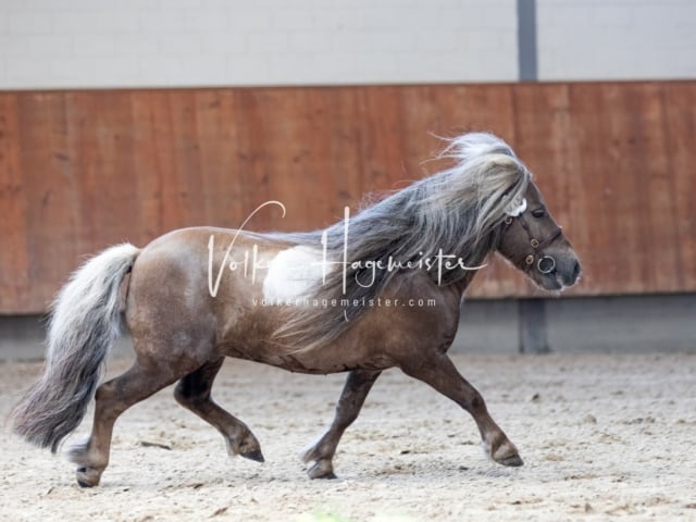 ZfdP Sommerkörung 13