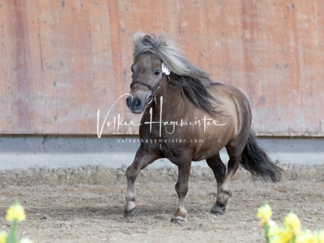 ZfdP Sommerkörung 14