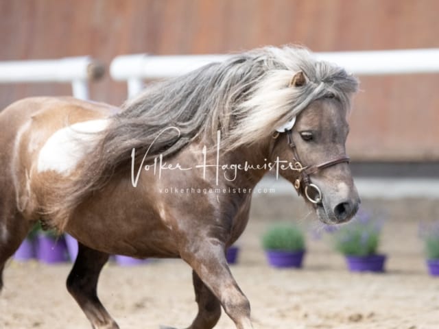 ZfdP Sommerkörung 15