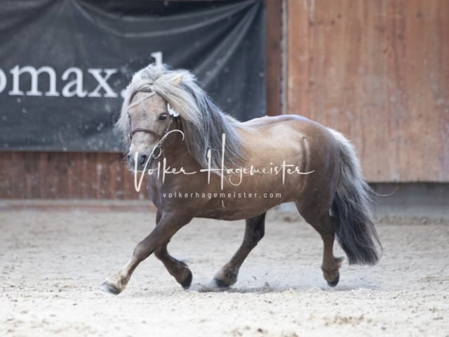 ZfdP Sommerkörung 16