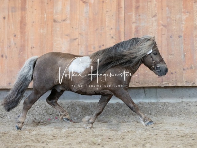 ZfdP Sommerkörung 17