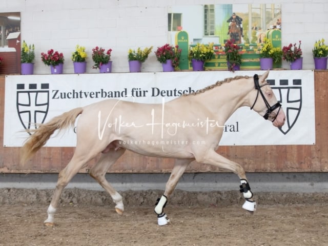 ZfdP Sommerkörung 19