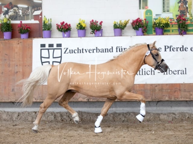 ZfdP Sommerkörung 20