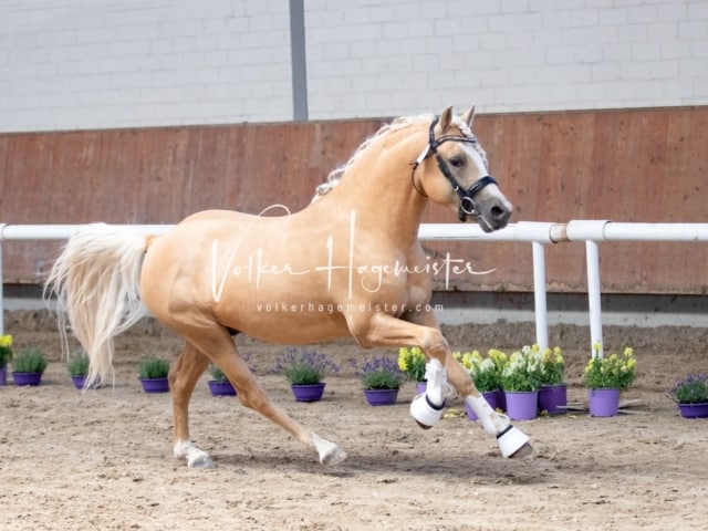 ZfdP Sommerkörung 21