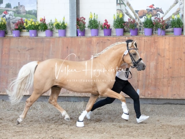 ZfdP Sommerkörung 22