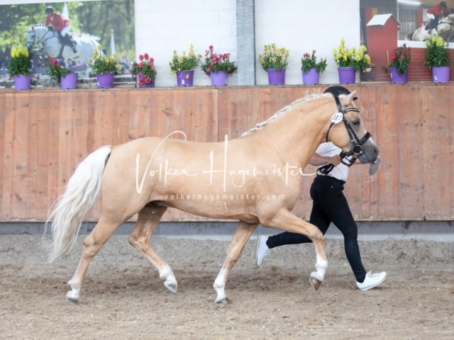 ZfdP Sommerkörung 23