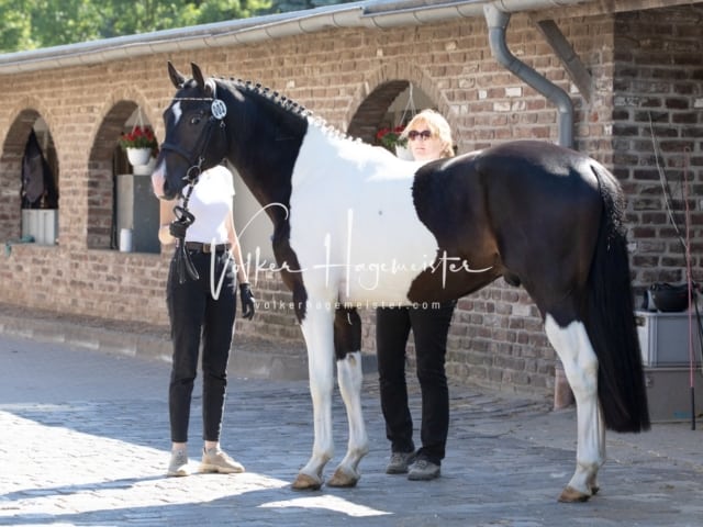 ZfdP Sommerkörung 24