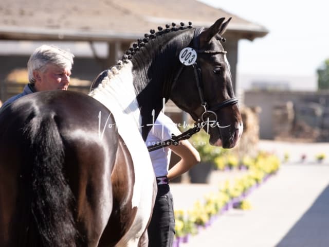 ZfdP Sommerkörung 25