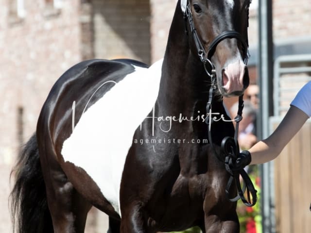 ZfdP Sommerkörung 26