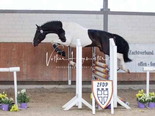 ZfdP Sommerkörung 27