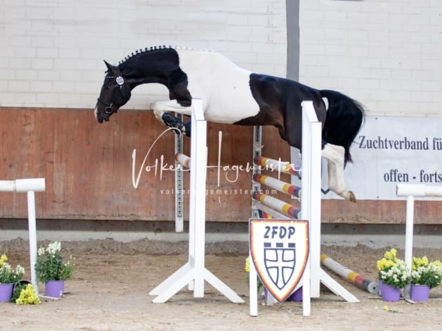 ZfdP Sommerkörung 28