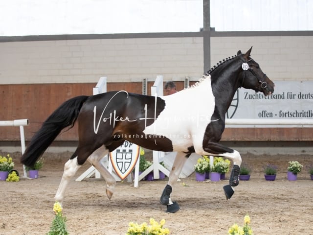 ZfdP Sommerkörung 29