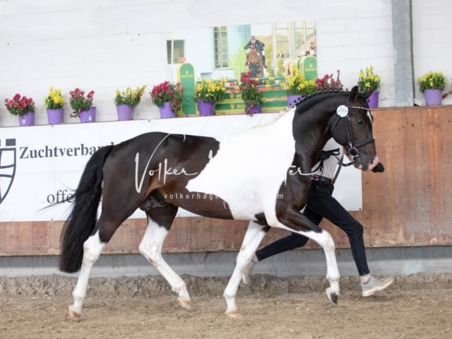 ZfdP Sommerkörung 30