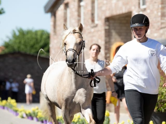 ZfdP Sommerkörung 8