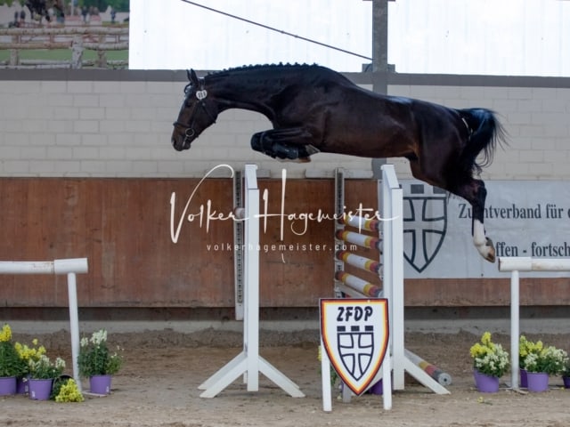 ZfdP Sommerkörung 13