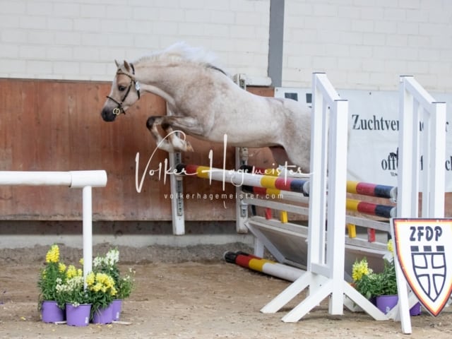 ZfdP Sommerkörung 15