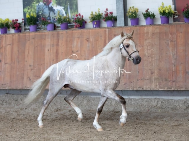 ZfdP Sommerkörung 16