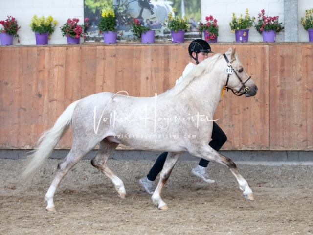 ZfdP Sommerkörung 18