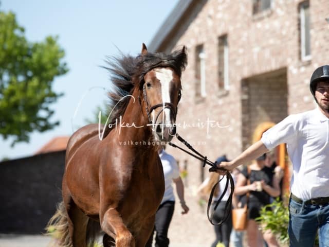 ZfdP Sommerkörung 21