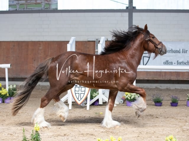 ZfdP Sommerkörung 24