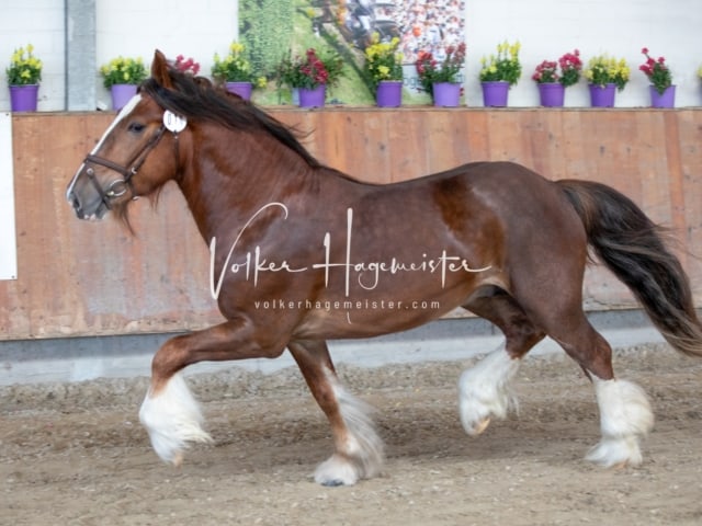 ZfdP Sommerkörung 25