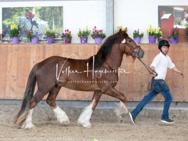 ZfdP Sommerkörung 26