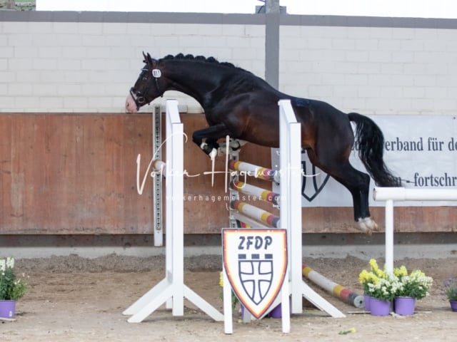 ZfdP Sommerkörung 28