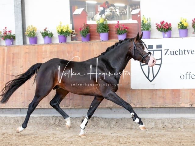 ZfdP Sommerkörung 29