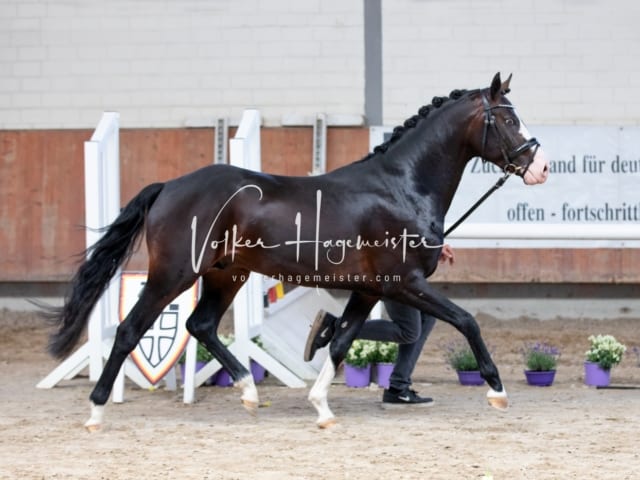 ZfdP Sommerkörung 30